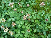 (26) Website_Sommer_Einführtext_Klee.JPG