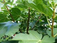 (27) Website_Sommer_Einführtext_Feige reifende Früchte.JPG