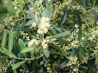 (28) Website_Sommer_Einführtext_Olivenbaum.JPG