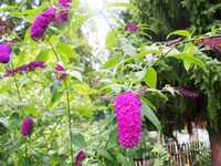 (29) Website_Sommer_Einführtext_Sommerflieder-Buddleja.JPG