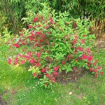 (3) Website_Sommer_Einführungstext_Weigelie.JPG