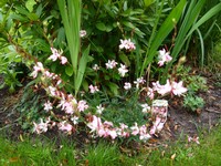 (30) Website_Sommer_Prachtscharte_Einführtext.JPG