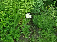 (31) Website_Sommer_Einführtext_Margarite.JPG