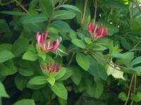 (32) Website_Sommer_Einführtext_Kletterer Lonicera Blüte an Efeuwand.JPG