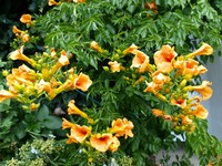 (33) Website_Sommer_Einführtext-Klettertrompete.JPG