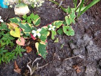 (34) Website_Sommer_Einführtext-Bodendecker_Buntblatt.JPG