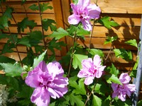 (35) Website_Sommer_Einführtext_Hibiskus.JPG