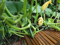 (36) Website_Sommer_Einführtext_Zucchini rankend.JPG