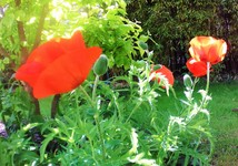 (4) Website_Sommer_Mohn_Einführungstext.JPG