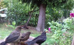 (5) Website_Sommer_Vögel_Einführungstext_Amselfamilie.JPG