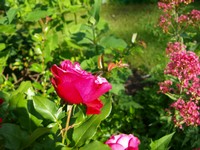 (6) Website_Sommer_Einführungstext_Insekten Käfer in Rose.JPG