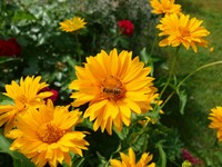 (7) Website_Sommer_Einführtext_Biene auf Mädchenauge.JPG