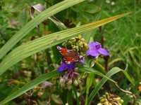 (8) Website_Sommer_Insekten Tagpfauenauge auf Dreimasterblume.JPG