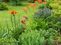 (9) Website_Sommer_Einführtext_Taglilien mit Dreimasterblume.JPG