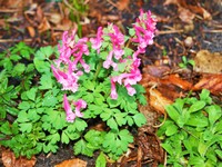 (1) Website_Frühling_Lerchensporn erblüht.JPG