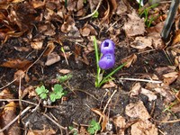 (3) Website_Frühling_Lerchensporn_neben Krokus.JPG