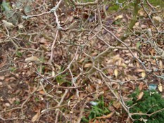 (1) Website_Frühling_Magnolie_mit Dezemberästen.JPG