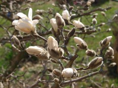 (2) Website_Frühling_Magnolie erblühender Zweig.JPG