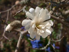 (3) Website_Frühling_Sternmagnolie_Blüte+Knospe.JPG