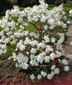 (4) Website_Frühling_Magnolie erblüht Anfang April.JPG