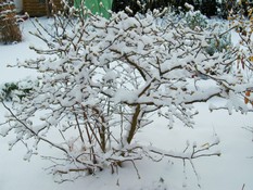 (6) Website_Frühling_Magnolie_im Winter.JPG