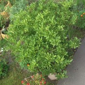 Website_Frühling_Sternmagnolie_von oben in Blattgrün.JPG