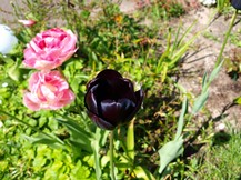 ERSATZ (8) Website_Frühling_Tulpen_Die Verlegenen.JPG
