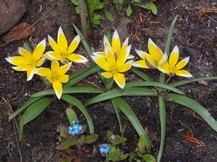 Website_Frühling_Tulpen12.JPG