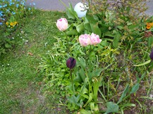 Website_Frühling_Tulpen8.JPG