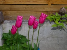 Website_Frühling_Tulpen_11.JPG