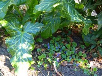 Aronstab und Veilchen_MitteApril20.JPG