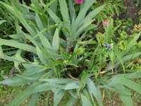 Website_Frühling_Bart-Iris_verwachsen (3).JPG