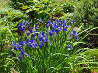 Website_Frühling_Iris_Blaue (2).JPG