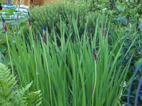 Website_Frühling_Iris_Blaue (oder 2).JPG