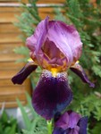 Website_Frühling_Iris_Schwert-Iris_Blütenaufbau_Mai20 ( 4).JPG