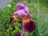 Website_Frühling_Iris_Schwert-Iris_Blütenaufbau_Mai20 ( oder 4).JPG