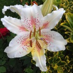 Website_Frühling_Lilien_Berglilie_Blüte (6).JPG