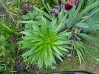 Website_Frühling_Lilien_Orientalische_Knospenstadium (7).JPG