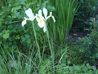 Website_Sommer_Lilien_Sumpfschwertlilie_weiß (1).JPG