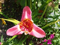 Website_Sommer_Lilien_Türkenblume (12).JPG