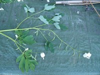 Website_Frühling_TränendesHerz (1).JPG