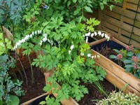 Website_Frühling_TränendesHerz (2).JPG