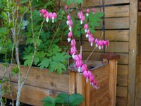 Website_Frühling_TränendesHerz (3).JPG