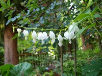 Website_Frühling_TränendesHerz (4).JPG