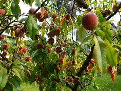 (0.1) Website_Herbst_Einführtext_Pfirsich.JPG