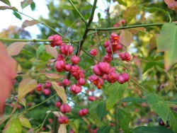 (0.2) Website_Herbst_Einführtext_Pfaffenhütchen mit Früchten Mitte September.JPG