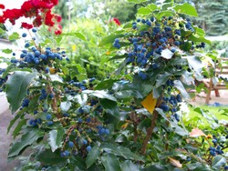 (0.3) Website_Frühling_Mahonie.JPG