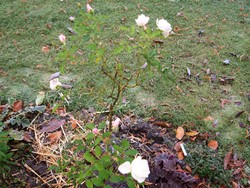 (0.4) Website_Herbst_Einführtext_Schneewittchen Ende November.JPG