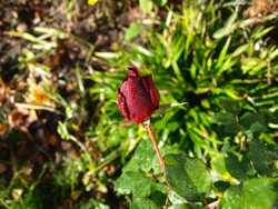 (0.5) Herbstblüte_Munstead Wood.JPG