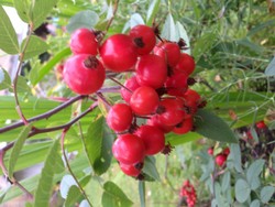 (0.6) Website_Herbst_Einführtext_Hagebutte.JPG